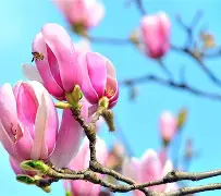 塔图姆场均17+8的内细节曝光的简单介绍|MW捕鱼官网